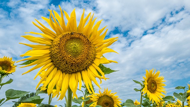 tournesol