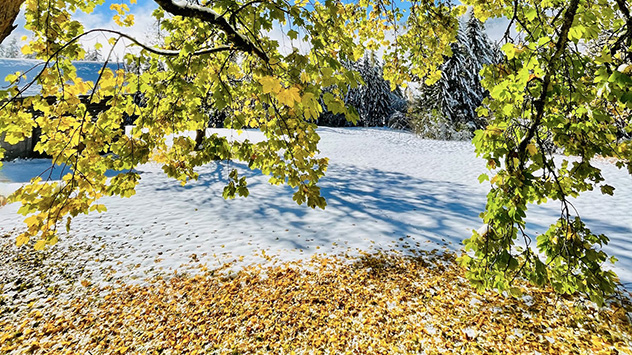 Im Ennstal in der Steiermark rieseln lokal Flocken bis 500 Meter Höhe. Die Bäume sind dort oft noch belaubt.