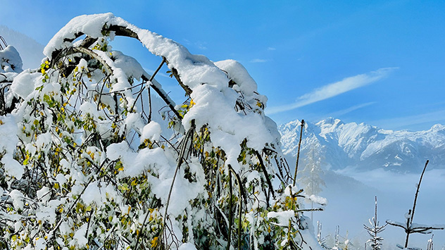 Belaubte Bäume werden durch die Schneelast zusammengedrückt.