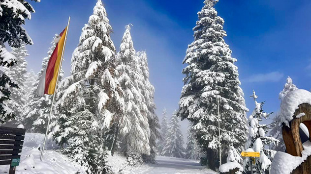 An den Nadelbäumen klebt der frische Schnee. 