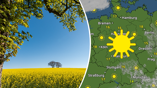 Geteilte Ansicht: Links gelbes Rapsfeld mit Bäumen unter klarem blauem Himmel; rechts das WetterRadar mit viel Sonne und 14–18 °C.