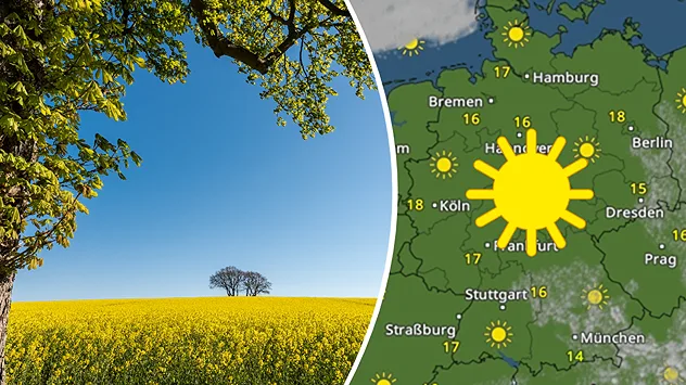 Geteilte Ansicht: Links gelbes Rapsfeld mit Bäumen unter klarem blauem Himmel; rechts das WetterRadar mit viel Sonne und 1418 °C.