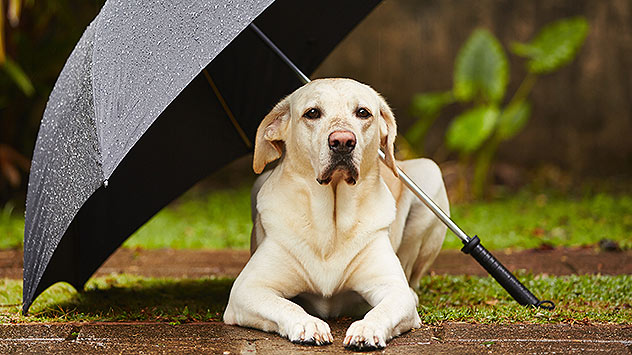 Chien sous un parapluie