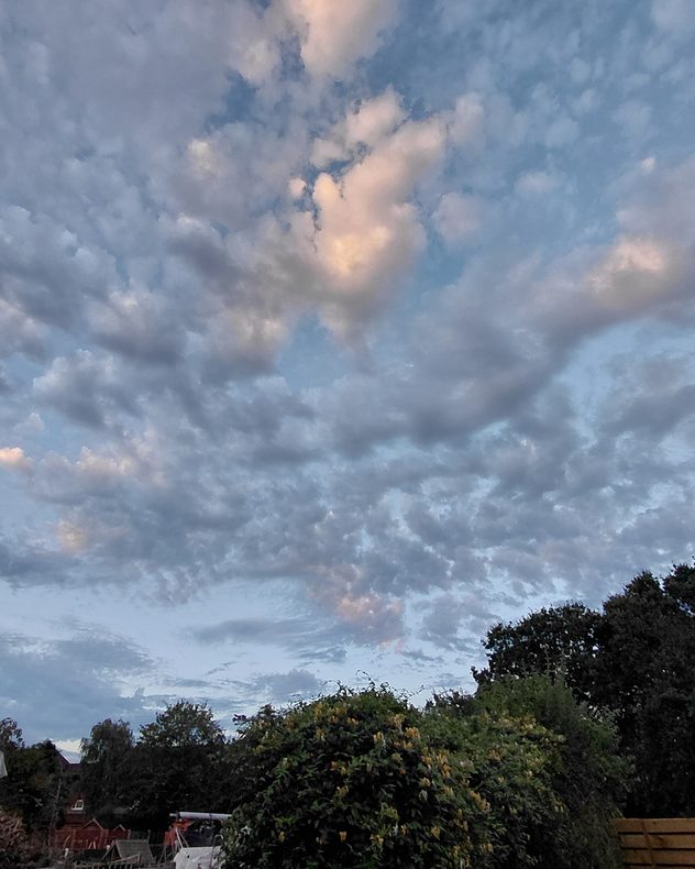 Textured altocumulus clouds spread across a blue evening sky, with soft pink light touching higher cloud patches above silhouetted trees and garden shrubs.