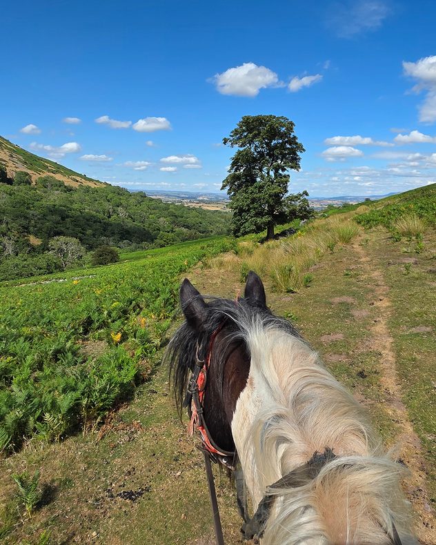 View over a black-and-white horse on a hillside trail surrounded by green bracken, woodland and rolling countryside beneath a vivid blue sky with scattered cumulus clouds.