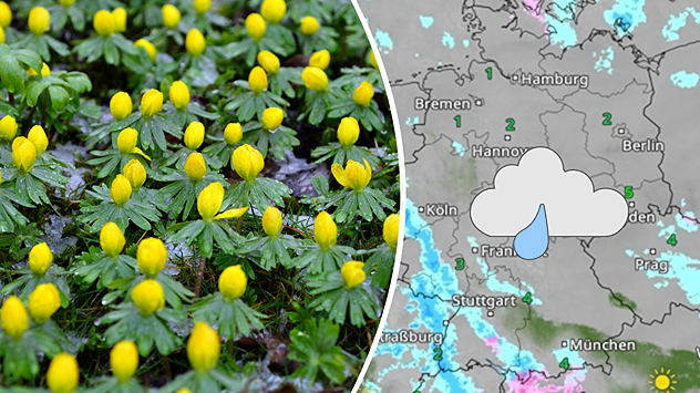 Geteilte Grafik: links gelbe Winterlinge in feuchtem Boden, rechts eine WetterRadar-Karte mit Regenanzeige.