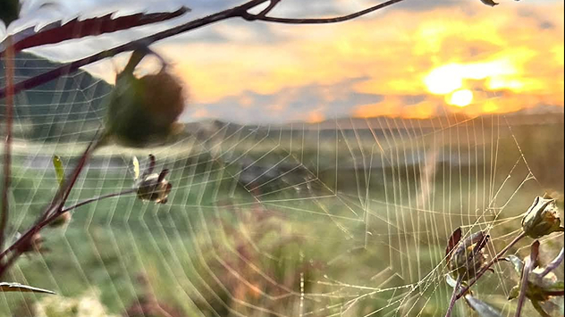 Spinnennetz im Sonnenlicht