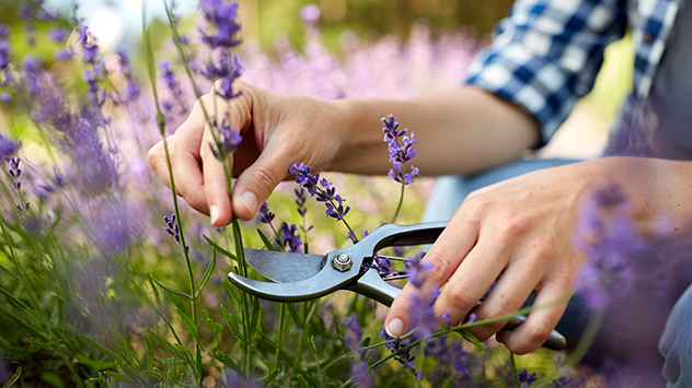 Persoon knipt met een snoeischaar paarse lavendelbloemen in een tuin.