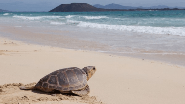 Una tortuga en la costa de Fuerteventura.