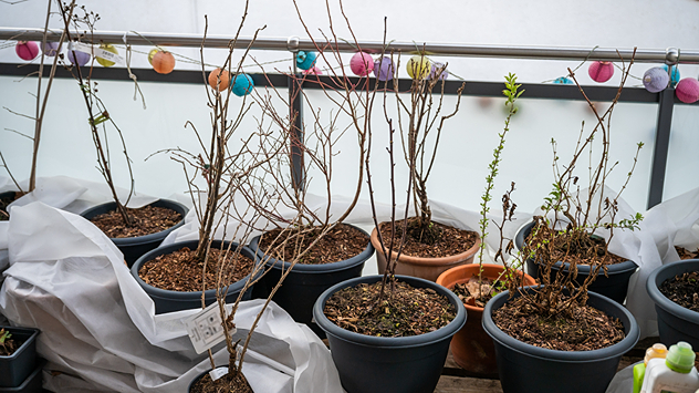 Kübelpflanzen auf einem Balkon. Der Wintervlies wurde etwas gelockert.