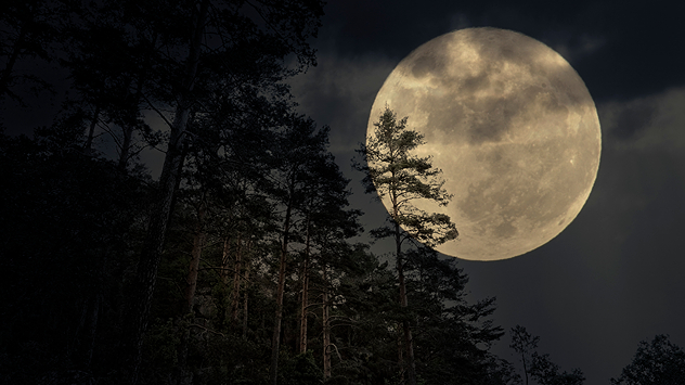 Full moon over a forest area.