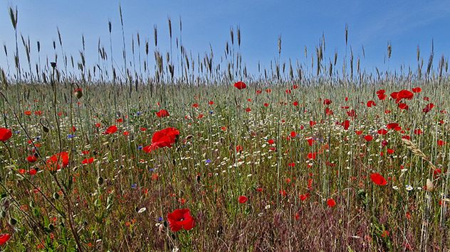 Der Klatschmohn blüht auf einem Feld bei Berlin.