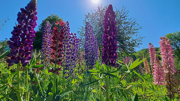 Die Schönheit der Natur: Eine Lupinenwiese im Sonnenlicht.