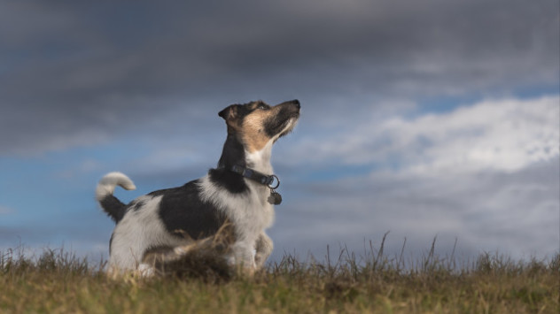 Dog in storm