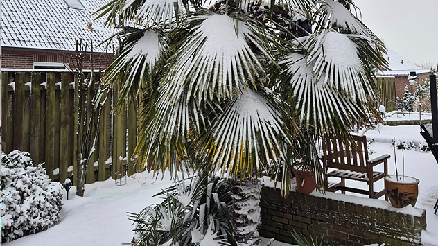 So etwas sieht man selten: Eine Palme im Weener-Stapelmoor im südlichen Ostfriesland.