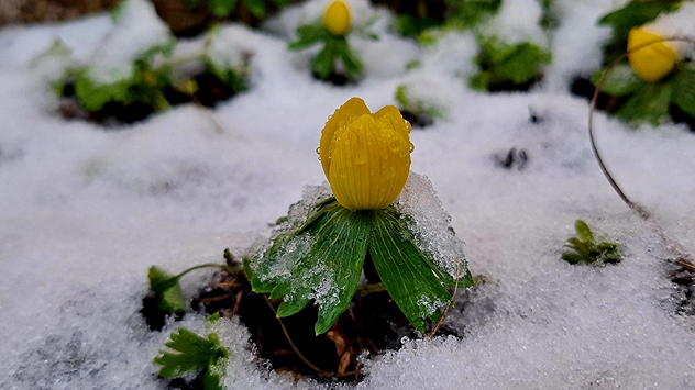 Bei Temperaturen um den Gefrierpunkt ist der Schnee nass und schwer.