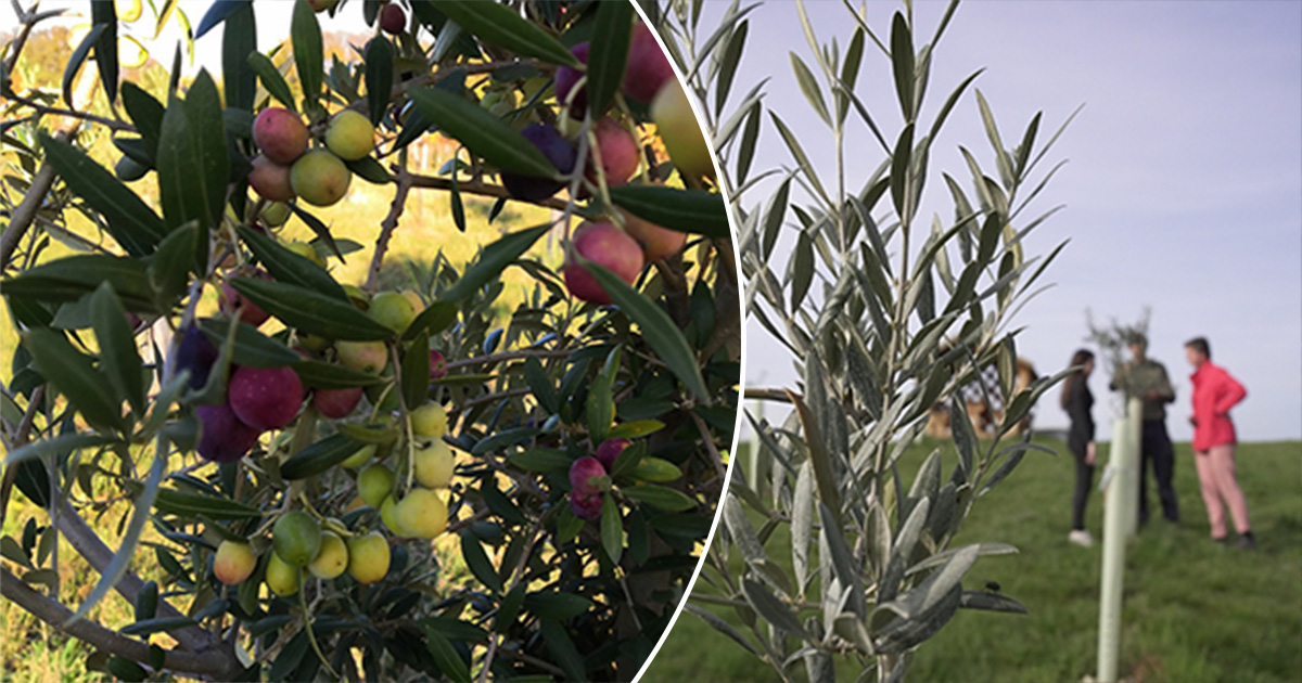 rhododendron nektar Anah Kruschke