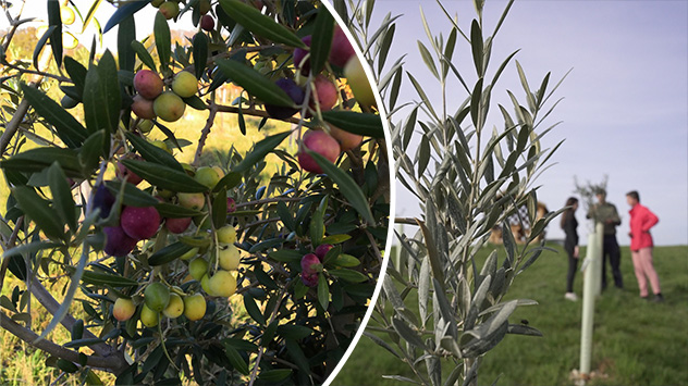 Heimische Oliven aus Österreich