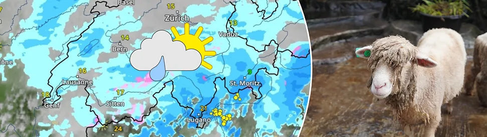 Links: Eine Wetterkarte der Schweiz zeigt leichten Regen und oberhalb von 2000 Metern Schnee. Im Flachland betragen die Temperaturen rund 15 Grad. Rechts: Ein nasses Schaf steht auf einem Holzboden.