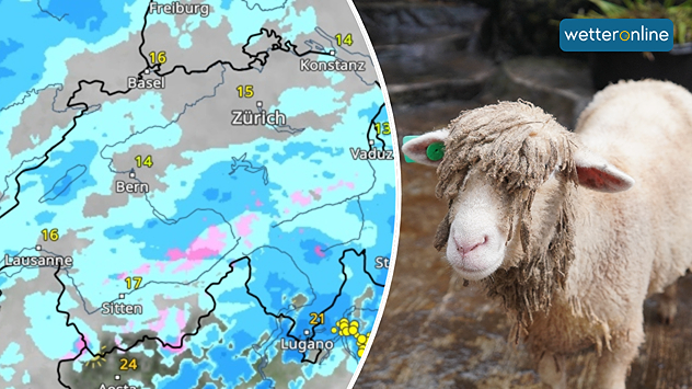 Links: Eine Wetterkarte der Schweiz zeigt leichten Regen und oberhalb von 2000 Metern Schnee. Im Flachland betragen die Temperaturen rund 15 Grad. Rechts: Ein nasses Schaf steht auf einem Holzboden.