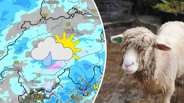 Links: Eine Wetterkarte der Schweiz zeigt leichten Regen und oberhalb von 2000 Metern Schnee. Im Flachland betragen die Temperaturen rund 15 Grad. Rechts: Ein nasses Schaf steht auf einem Holzboden.