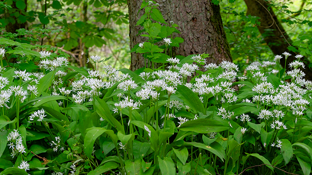 Bärlauch mit weißen Blüten im Wald – ein typischer Kaltkeimer, der im Frühjahr nach Kältephase austreibt.