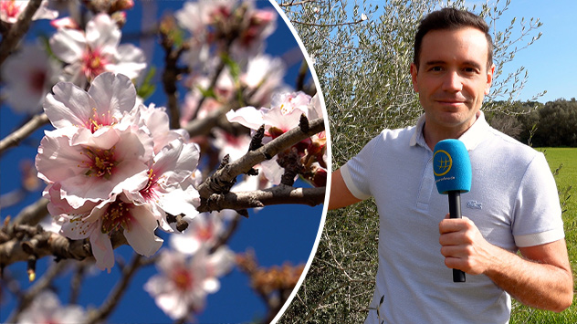 Auf Mallorca geht die Mandelblüte wieder los. 