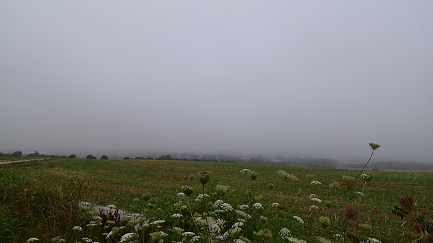 Ein Feld mit Wildblumen liegt unter dichtem Nebel, der den Horizont fast verschwinden lässt.
