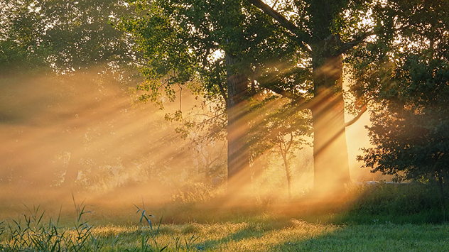 Sonnenstrahlen brechen golden durch die Bäume, leichter Nebel liegt über dem Gras.