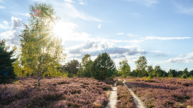 Blühende Heide mit Sandweg, Sonnenstrahlen fallen durch die Bäume.