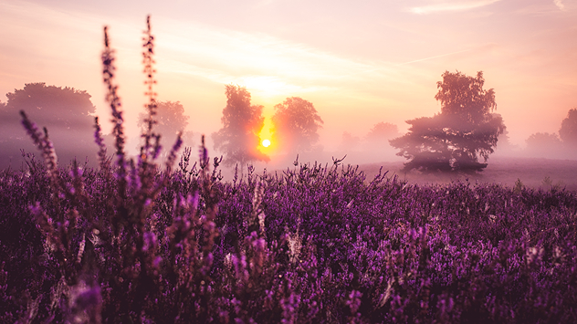 Violette Heide blüht im Nebel, die Sonne geht golden hinter Bäumen auf.