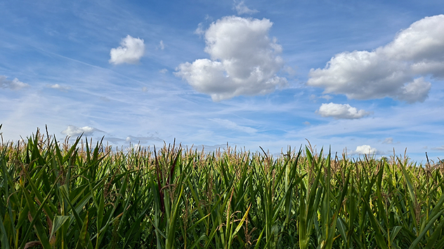 Ein grünes Maisfeld unter blauem Himmel mit weißen Wolken. Die Pflanzen stehen dicht und hoch.
