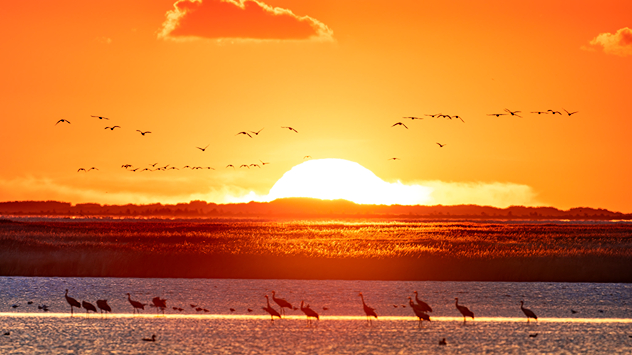 Über Wasser ziehen Kraniche im Flug, während die Sonne rotglühend am Horizont untergeht.
