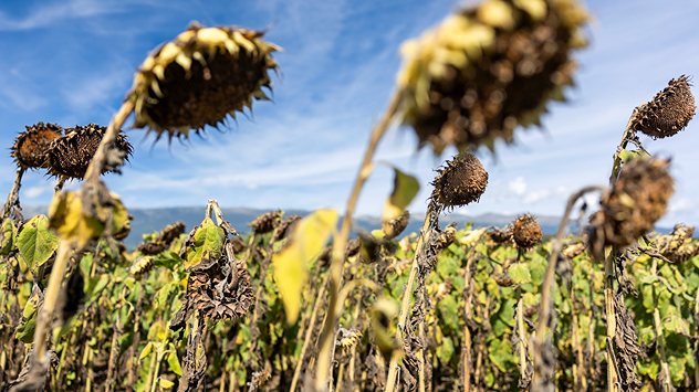 Vertrocknete Sonnenblumen auf einem Feld bei Meyrin nahe Genf unter blauem Himmel.