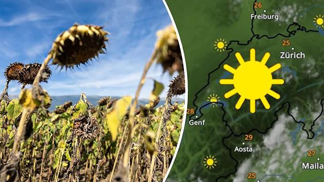 Vertrocknete Sonnenblumen neben dem WetterRadar mit viel Sonnenschein über der Schweiz.