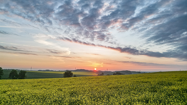 Sonnenaufgang über gelben Rapsfeldern mit weitläufiger Hügellandschaft und auffälligen Wolken am Morgenhimmel.