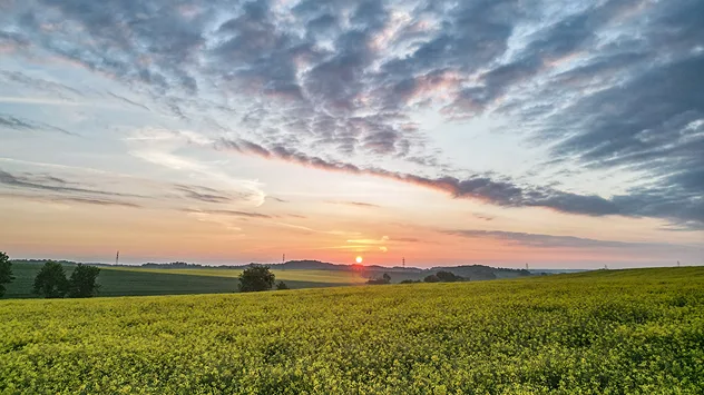 Sonnenaufgang über gelben Rapsfeldern mit weitläufiger Hügellandschaft und auffälligen Wolken am Morgenhimmel.
