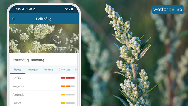 Beifussblüte Vorhersage Hamburg 