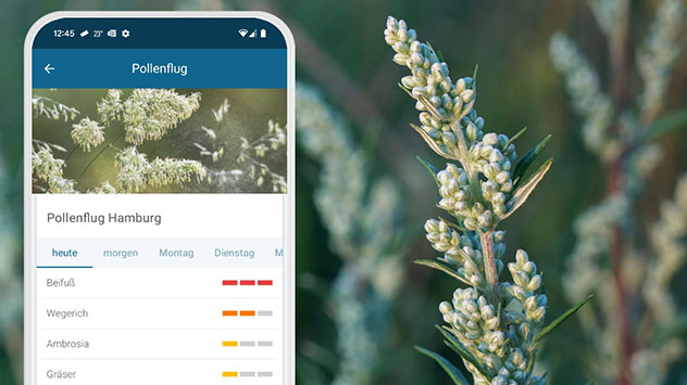 Beifussblüte Vorhersage Hamburg