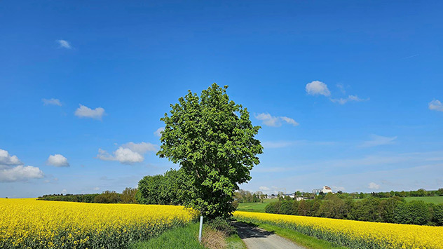Sonne, Raps und blauer Himmel