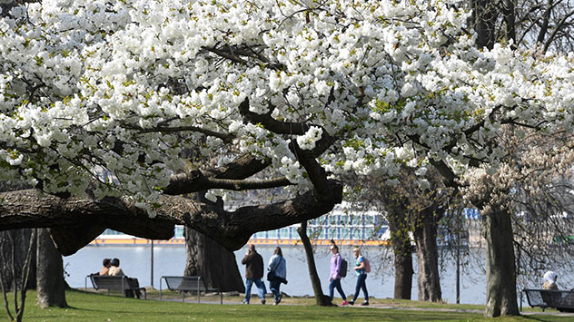 In einem Park am Rhein genießen Menschen die Blüten einer japanischen Zierkirsche.