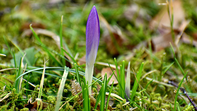 Auch die ersten Krokusse strecken ihre Blüten in die Höhe, wie hier im nordhessischen Heilbad.
