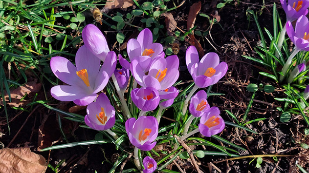 In Köln scheint die Sonne und die Pflanzen öffnen ihre Blüten.