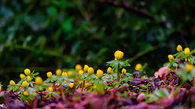 Auch die ersten Winterlinge sind bereits am Start. Sie zählen ebenfalls zu den ersten Frühlingsblühern.