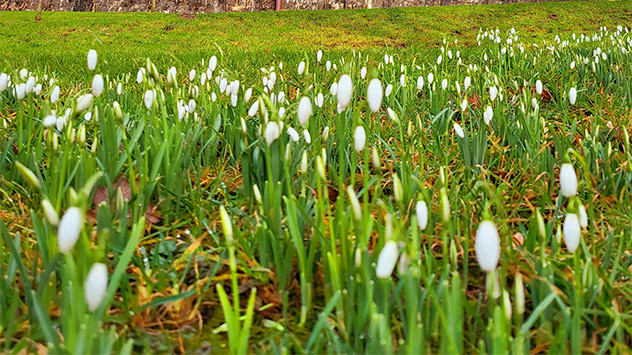 Auch in Bielefeld blüht die beliebte Zierpflanze. 