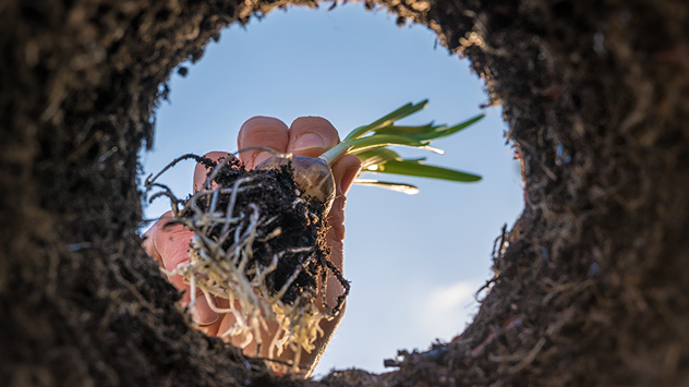 Blick aus einem Pflanzloch in den Himmel: Eine Hand setzt eine Blumenzwiebel mit Wurzeln und frischem Austrieb in die Erde – Symbol für Neubeginn und Gartenarbeit.