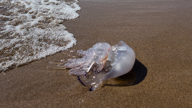 Las medusas pueden ser engorrosas durante nuestro disfrute en la playa.