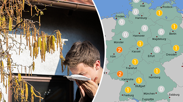 Haselkätzchen hängen an einem Zweig, ein Mann schnäuzt sich. Rechts eine Deutschlandkarte mit Pollenbelastung von 0 bis 2. Leichte bis mäßige Werte vor allem im Westen und Süden.