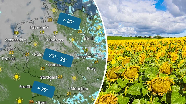 Viele Wolken und Temperaturen um 20 Grad im Norden und Nordosten, mehr Sonne und über 25 Grad im Südwesten. Daneben Sonnenblumen, die Wasser brauchen