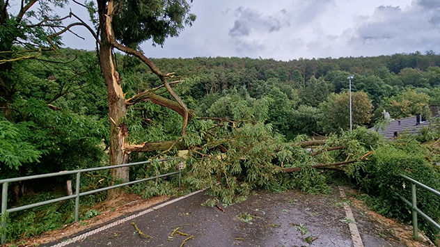 Umgeknickter Baum bei Kassel